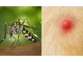 Mosquito listo para picar a un perro. La imagen muestra un mosquito y una picadura roja e inflamada en la piel de un perro.