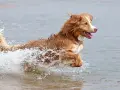 Un alegre retriever de nueva escocia salta a través del agua, creando una gran salpicadura.