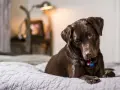 Un perro chocolate descansa en una cama, quizás pensando en los 50 gestos de los perros y su significado.