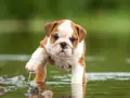 Un tierno bulldog inglés cachorro explora el agua, levantando una pata con gotas cayendo.