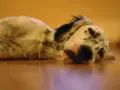 Un perro triste, con manchas negras y blancas, yace en el suelo.