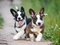 Dos cachorros corgi perro corren alegres por un camino de tierra, con sus lenguas afuera y orejas puntiagudas.