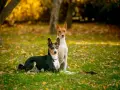 Dos basenjis, uno negro y tricolor, y otro blanco y rojizo, posan en un parque otoñal cubierto de hojas caídas.