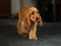 Un cachorro de cocker dorado camina con sus largas orejas caídas. Hay varios tipos de cocker, y este es un ejemplo encantador.