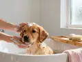 Un cachorro golden retriever recibe su primer baño en una bañera. Es el momento perfecto para bañar a un cachorro cuando está sucio.