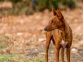 Un podenco maneto de pelaje rojizo, con orejas puntiagudas y atentas, mira hacia la derecha en un campo seco.