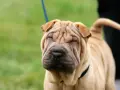 Un adorable shar pei americano con su cara arrugada y ojos cerrados, disfrutando del día al aire libre.