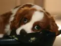 Un tierno cachorro llora por la noche, con sus grandes ojos tristes mirando desde su cama.