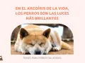 Un perro duerme plácidamente, evocando bonitas frases de adiós a mi mascota. El texto dice: "En el arcoíris de la vida, los perros son las luces más brillantes".