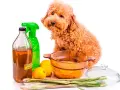 Un perro poodle mira mientras se preparan remedios caseros para pulgas en perros: vinagre de manzana, limones y hierbas.
