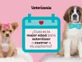 Un chihuahua con lazo rosa y un San Bernardo con pajarita azul preguntan: ¿cuál es la mejor edad para esterilizar o castrar a mi cachorro?