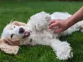 Un perro blanco y esponjoso se revuelca feliz en la hierba mientras una mano le hace cosquillas en la barriga. ¡Los perros tienen cosquillas y este lo demuestra!