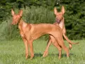 Dos perros de tipos de podenco, de pelaje rojizo y orejas grandes, posan en un prado verde.