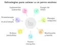 Estrategias para calmar a un perro ansioso: suplementos, aromaterapia, juegos, masajes, masticación, paseos y rutinas predecibles.