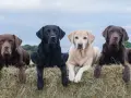 Cuatro labradores americanos, dos marrones, uno negro y uno rubio, descansan sobre fardos de heno bajo un cielo nublado.