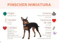 Un pinscher miniatura, activo y cariñoso, de origen alemán. Ideal para pisos, con pelaje corto y liso.