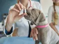 Veterinario administra pastilla a cachorro para desparasitar perro interno y externo.