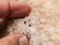 Dedos separan el pelaje de un perro beige, revelando varias pulgas. ¡Mi perro tiene pulgas y duerme conmigo!
