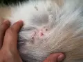 Piel irritada y enrojecida en un perro, mostrando los primeros signos de sarna en perros como empieza.