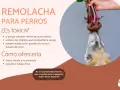 Un perro curioso intenta morder una remolacha fresca. Los perros pueden comer remolacha, pero con moderación.
