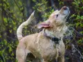 Un perro mojado se sacude vigorosamente, salpicando agua por todas partes. Es un momento divertido que explica porque se sacuden los perros.