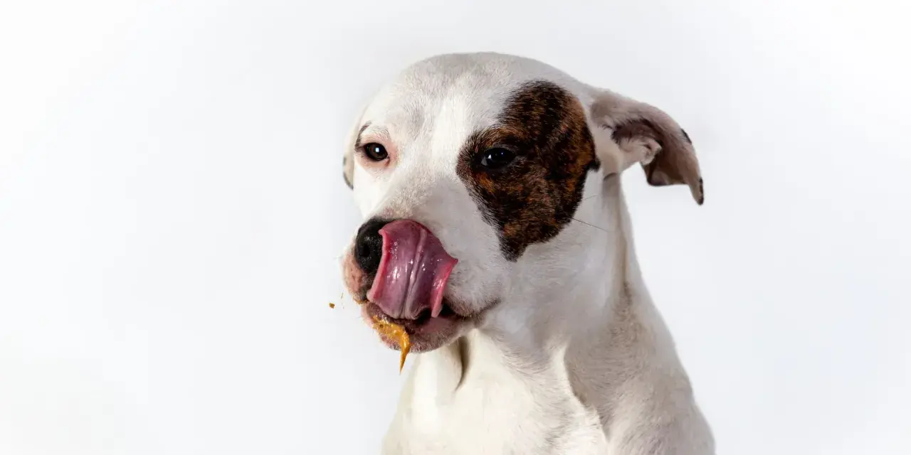 Perro blanco con manchas marrones, lamiéndose la boca con una sustancia pegajosa. ¿Por qué los perros se comen la caca? ¡Este perro parece tener una respuesta!