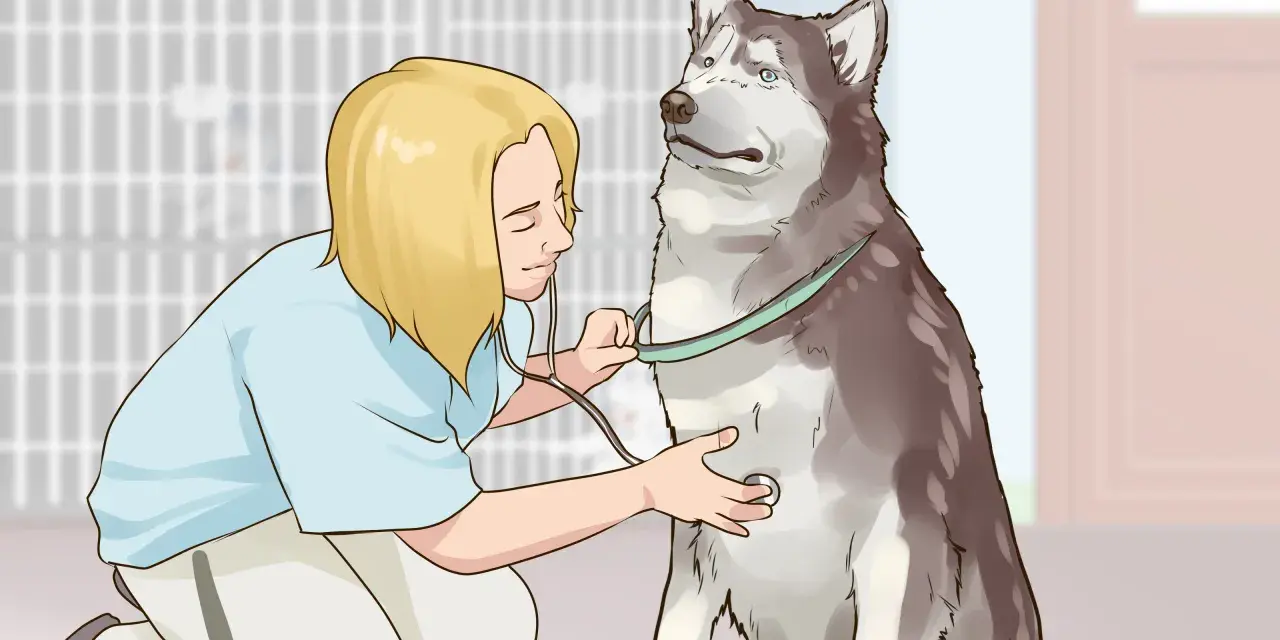 Veterinario examina a un husky con un estetoscopio. La paciencia y el cuidado son clave para ganarse la confianza de un perro.