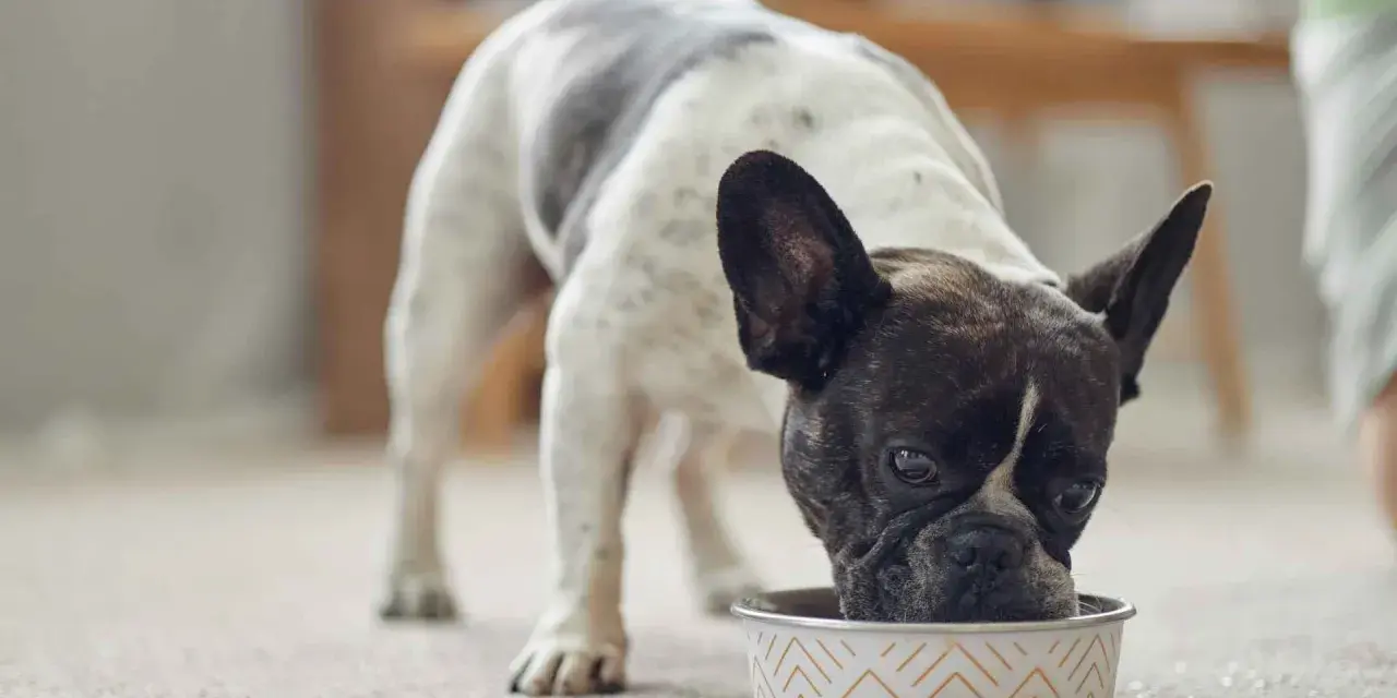 Un bulldog francés blanco y negro disfruta de su alimentación para perros en un cuenco decorado.