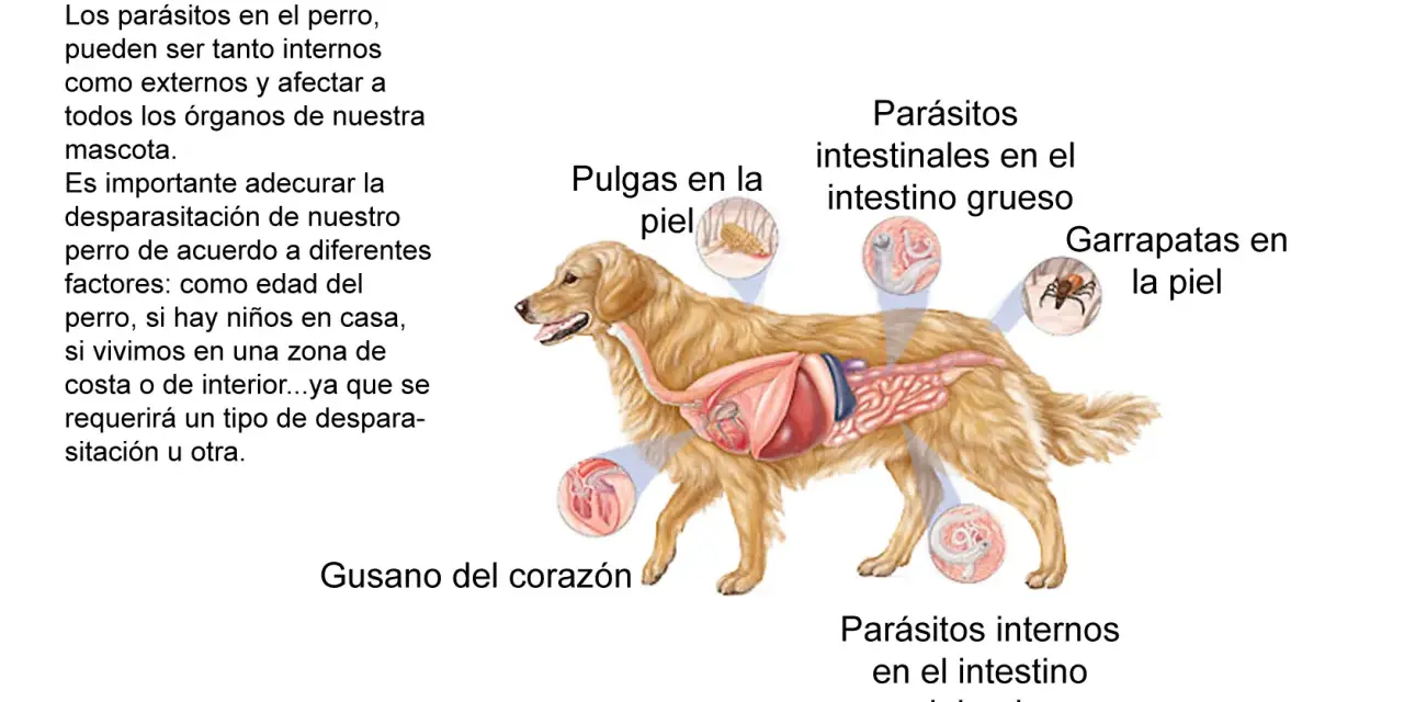 Ilustración de un perro con su sistema digestivo expuesto, mostrando parásitos internos y externos. Es crucial desparasitar cachorros y perros adultos.