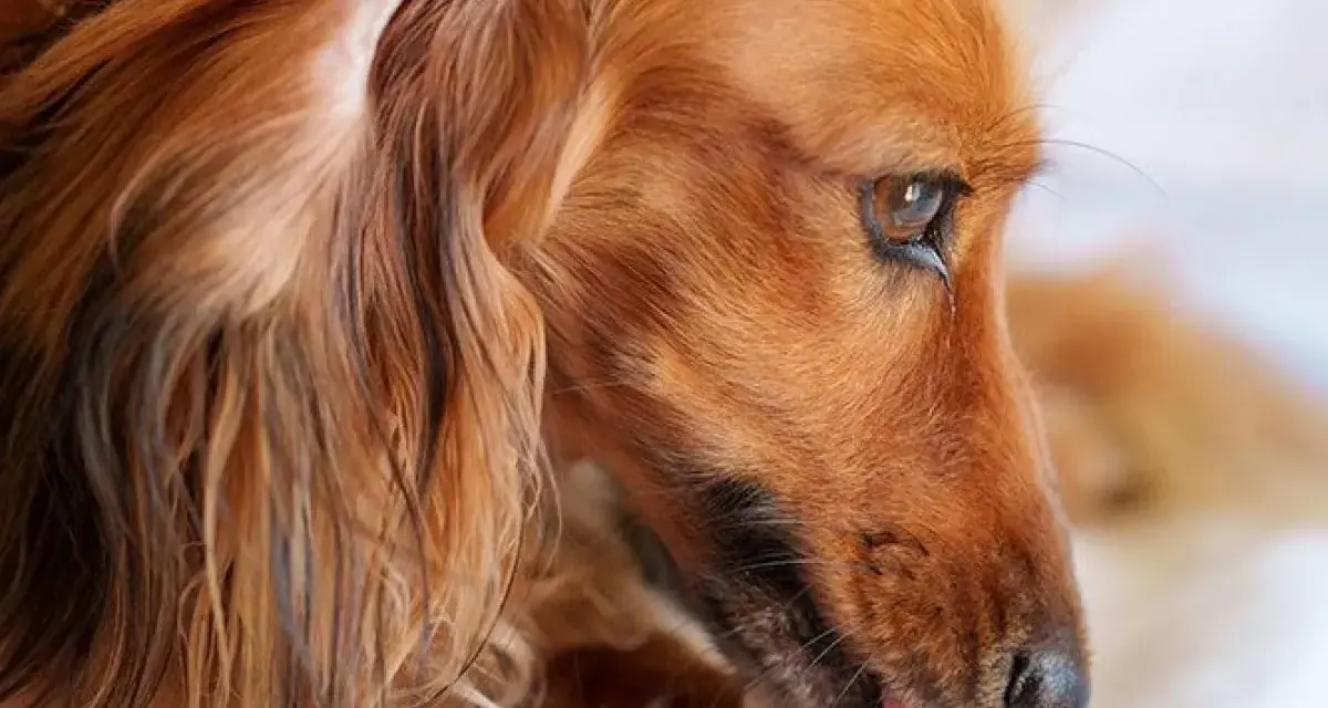 Perro de pelo largo y color canela, con una oreja caída y la lengua fuera. Parece un perro dominante, observando con atención.