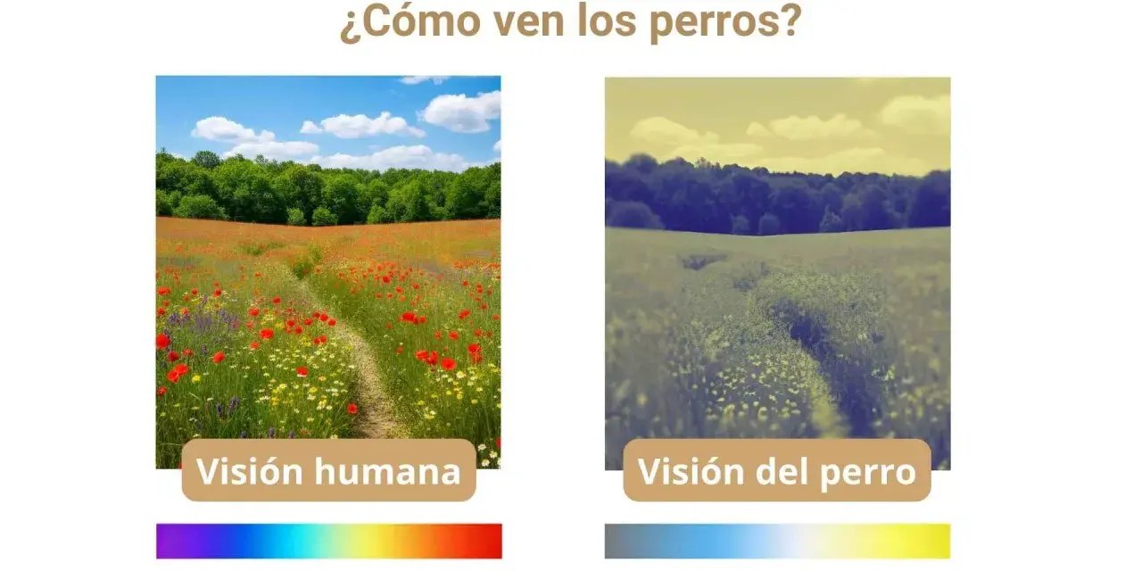Comparación de la visión humana y canina: un campo de amapolas vibrante frente a una vista desaturada, mostrando cómo ven los perros.