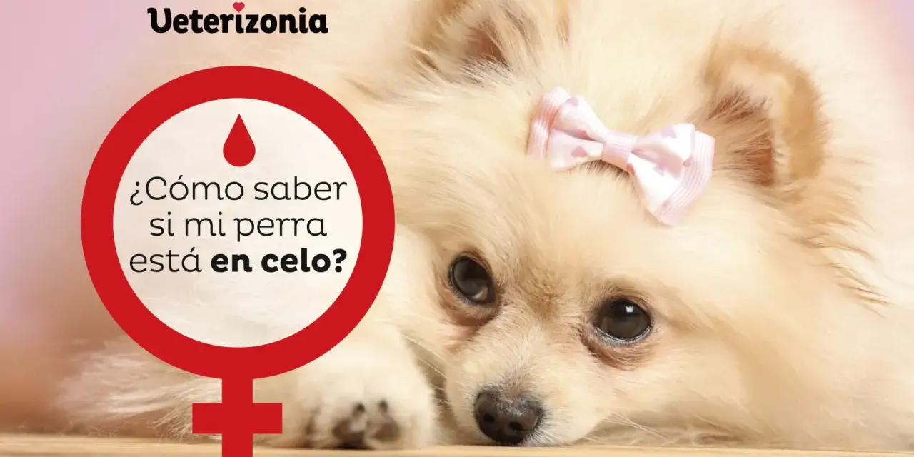 Un Pomerania con un lazo rosa en la cabeza. Un círculo rojo con un símbolo femenino y la pregunta "¿Cómo saber si mi perra está en celo?".