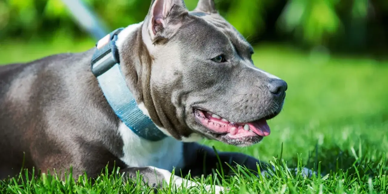 Un perro gris, con collar azul, descansa feliz en la hierba verde, disfrutando del sol.
