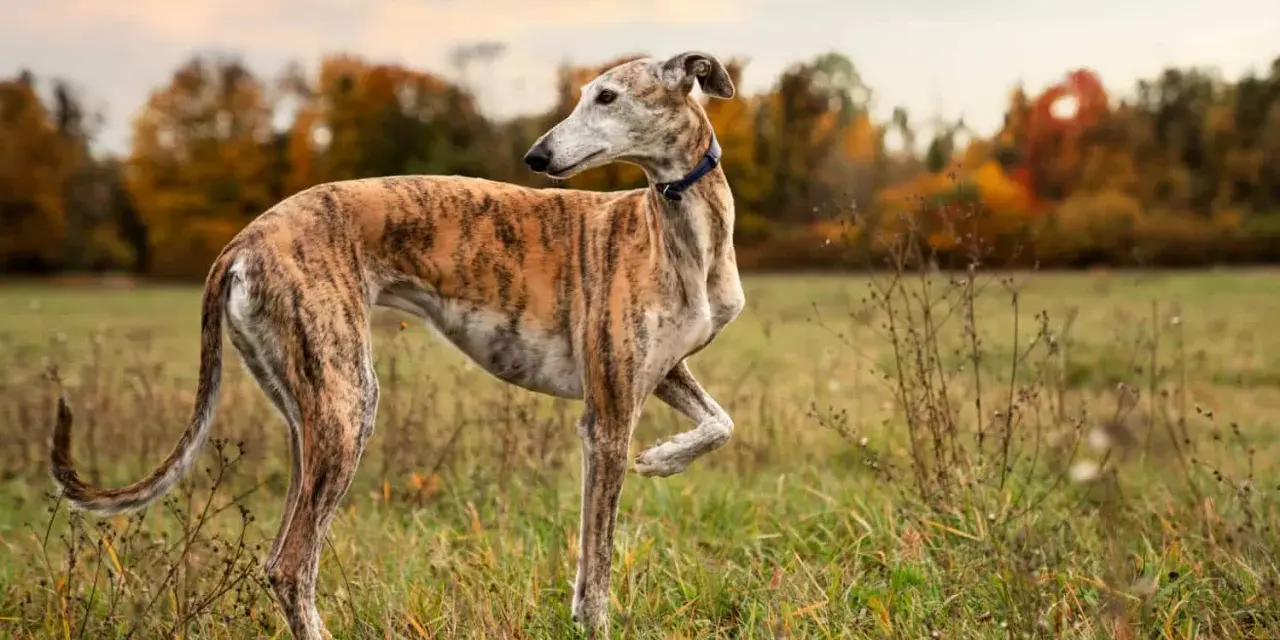 Un galgo atigrado, elegante y esbelto, posa en un campo otoñal. Este es uno de los tipos de galgos más reconocibles.