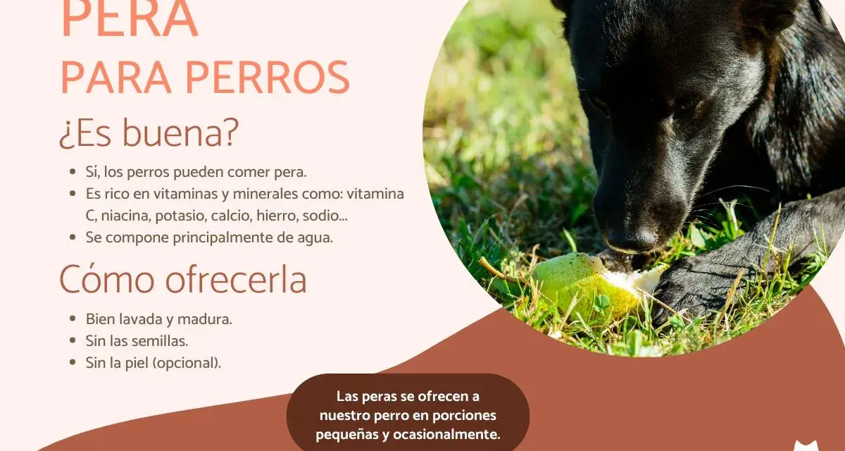 Un perro negro disfruta de un trozo de pera en la hierba. Los perros pueden comer pera, es una fruta saludable para ellos.