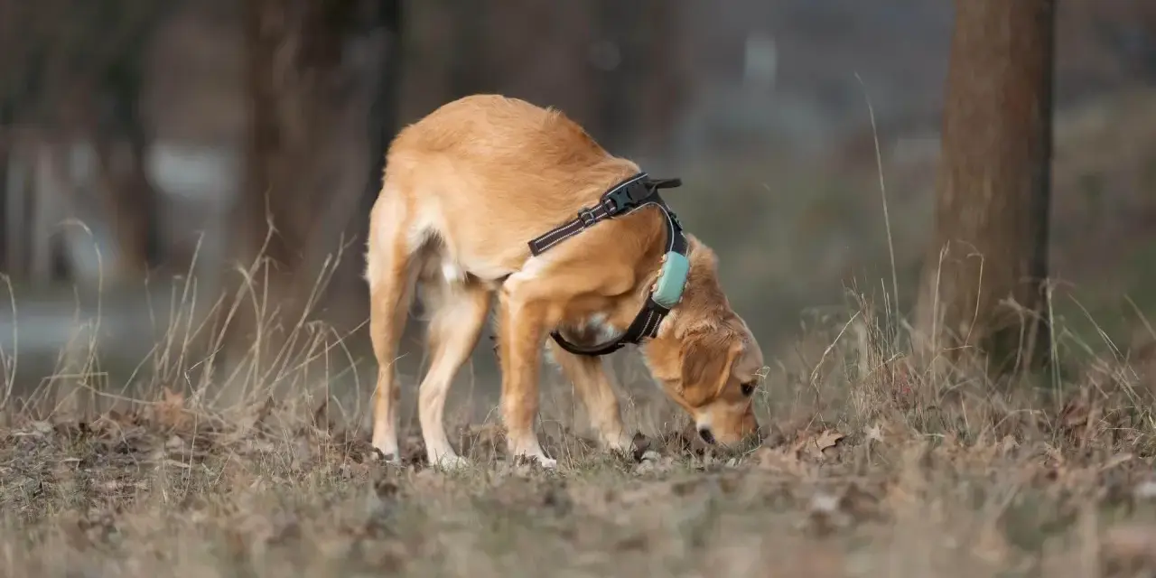 Perro de pelaje dorado olfateando el suelo, con arnés y collar. Parece que los perros machos tienen celo y está explorando el entorno.