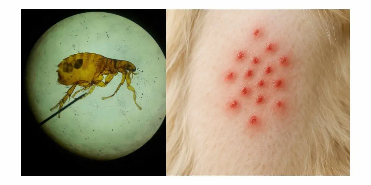 Un insecto microscópico, parecido a las pulgas, y una erupción roja en la piel de un animal.