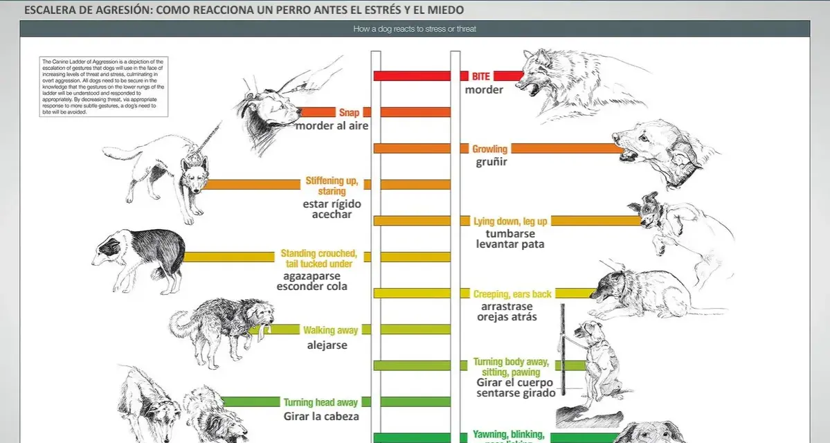 Ilustraciones de perros mostrando señales de calma y escalada de agresión, desde bostezos hasta mordiscos.