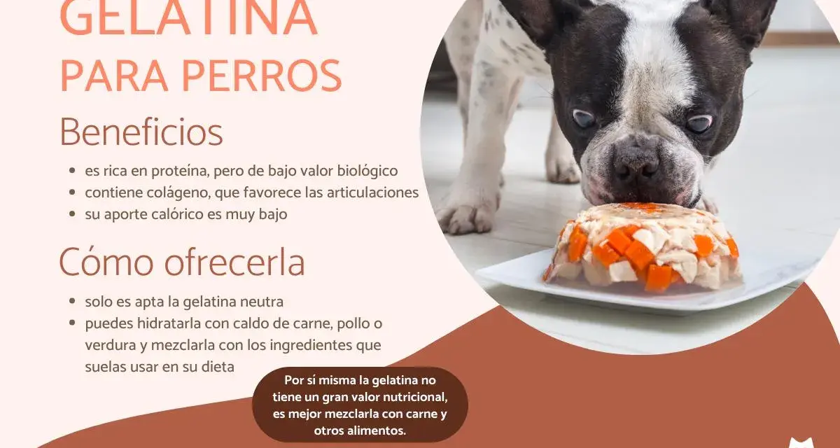 Un bulldog francés mira con curiosidad un plato de gelatina con trozos de pollo y zanahoria, demostrando que los perros pueden comer gelatina.