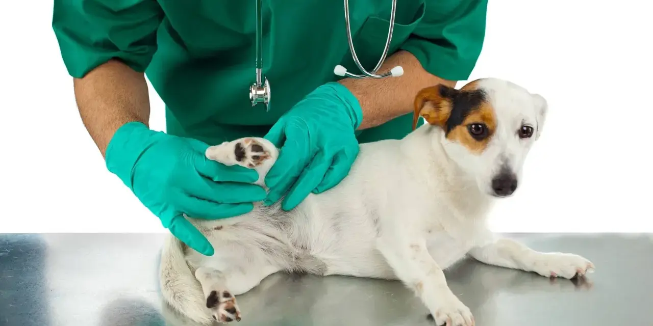 Veterinario revisa a un perro en busca de una garrapata.