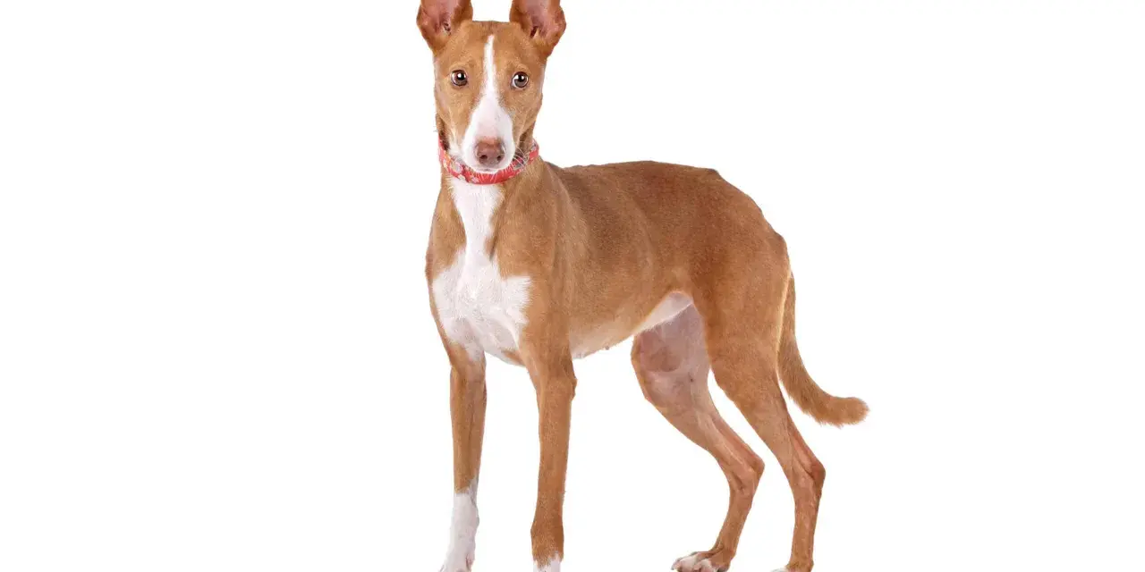 Un elegante podenco canario, con su pelaje rojizo y blanco, orejas grandes y atentas, y un collar rojo, posa con orgullo.