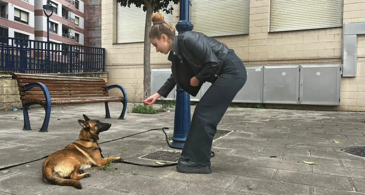 Joven adiestrador de perros entrena a su pastor belga en la calle, recompensándolo con una golosina.