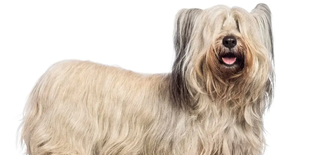 Un Skye terrier con su largo y sedoso pelaje cubriendo sus ojos, parece un peluche viviente.