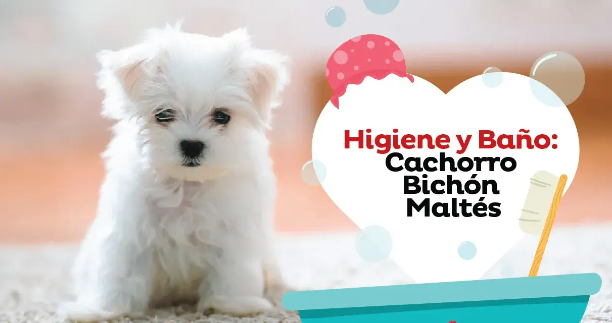 Un tierno bichón maltés listo para aprender como bañar a un bichon maltes. Higiene y baño para cachorros.