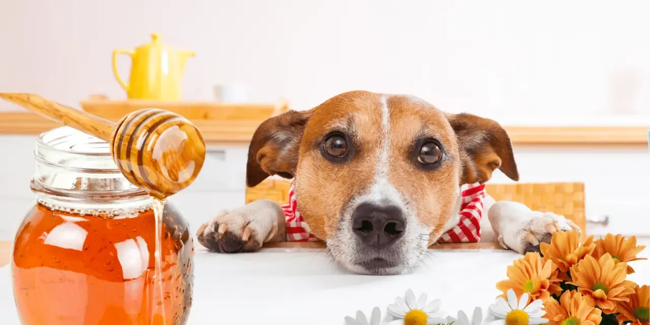 Un perro curioso mira un tarro de miel. ¿Sabías que los perros pueden comer miel? Flores adornan la escena.