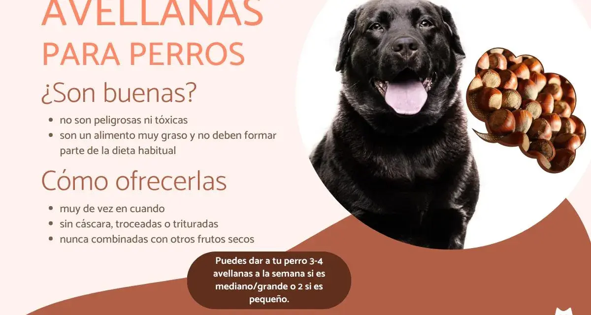 Un perro negro mira atentamente. El texto indica que los perros pueden comer avellanas, pero con moderación y sin cáscara.