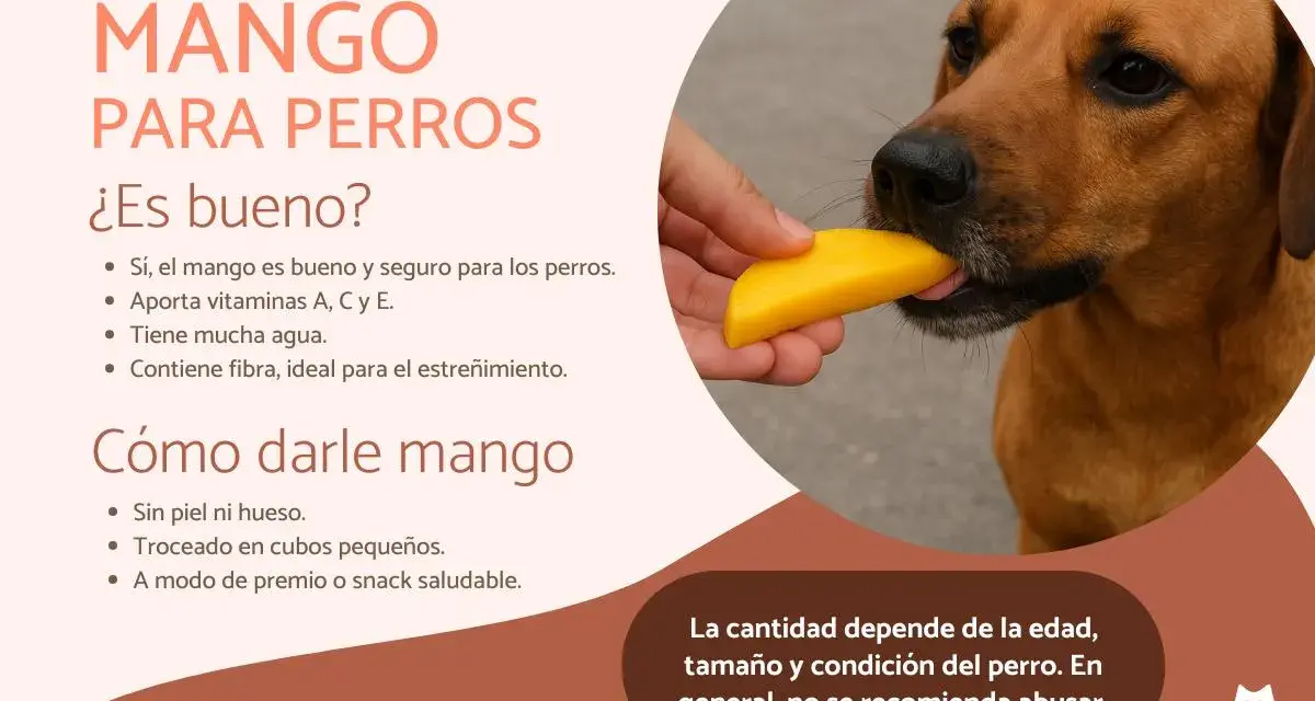 Un perro disfruta de un trozo de mango, demostrando que los perros pueden comer mango como un snack saludable y nutritivo.