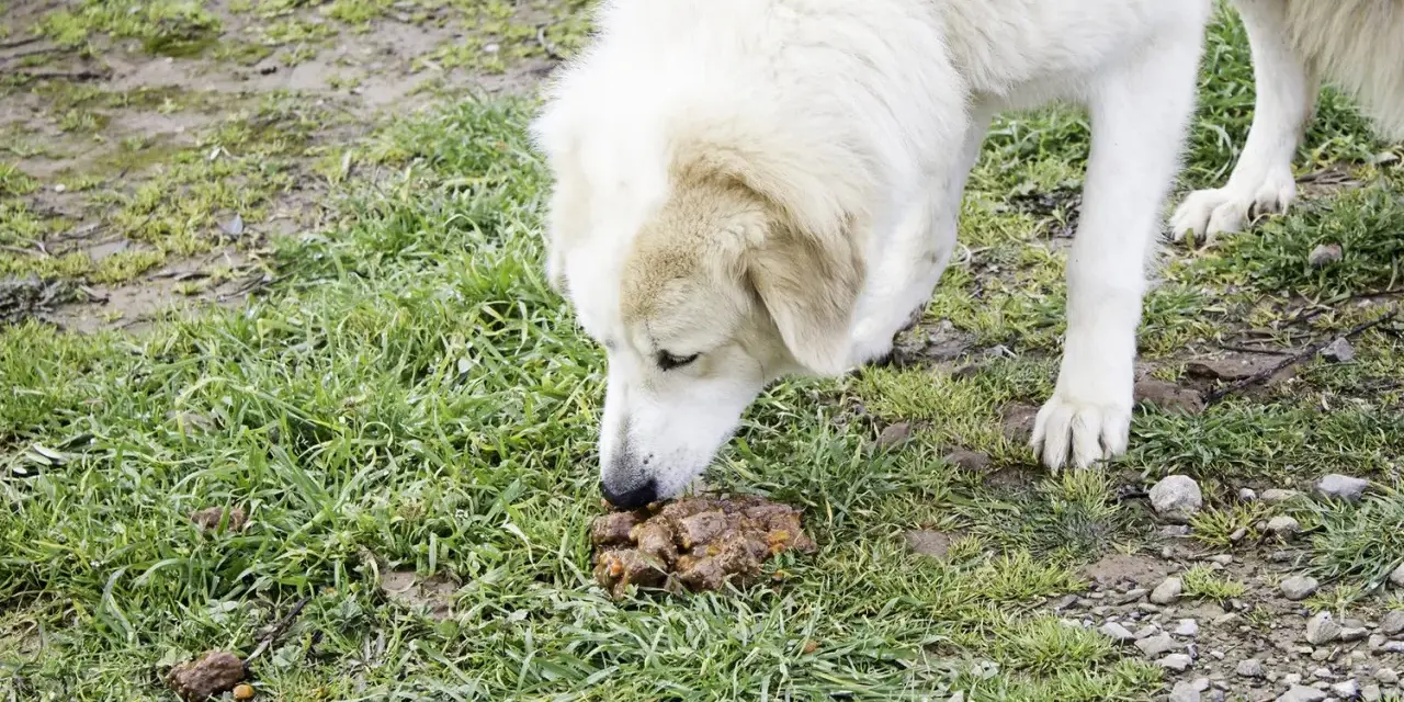 Perro blanco olfateando heces. Buscando un tratamiento para que mi perro no se coma sus heces.