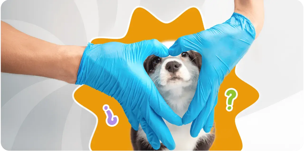 Manos con guantes azules forman un corazón alrededor de un cachorro, simbolizando los cuidados de un cachorro de 2 meses.