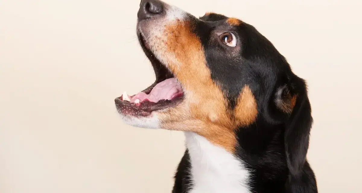 Perro con la boca abierta, como si estuviera aprendiendo a usar un antiladridos casero.